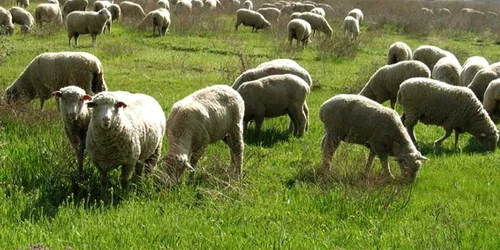 Cererile pentru subvenţia pe cap de ovină au fost depuse la sediul APIA