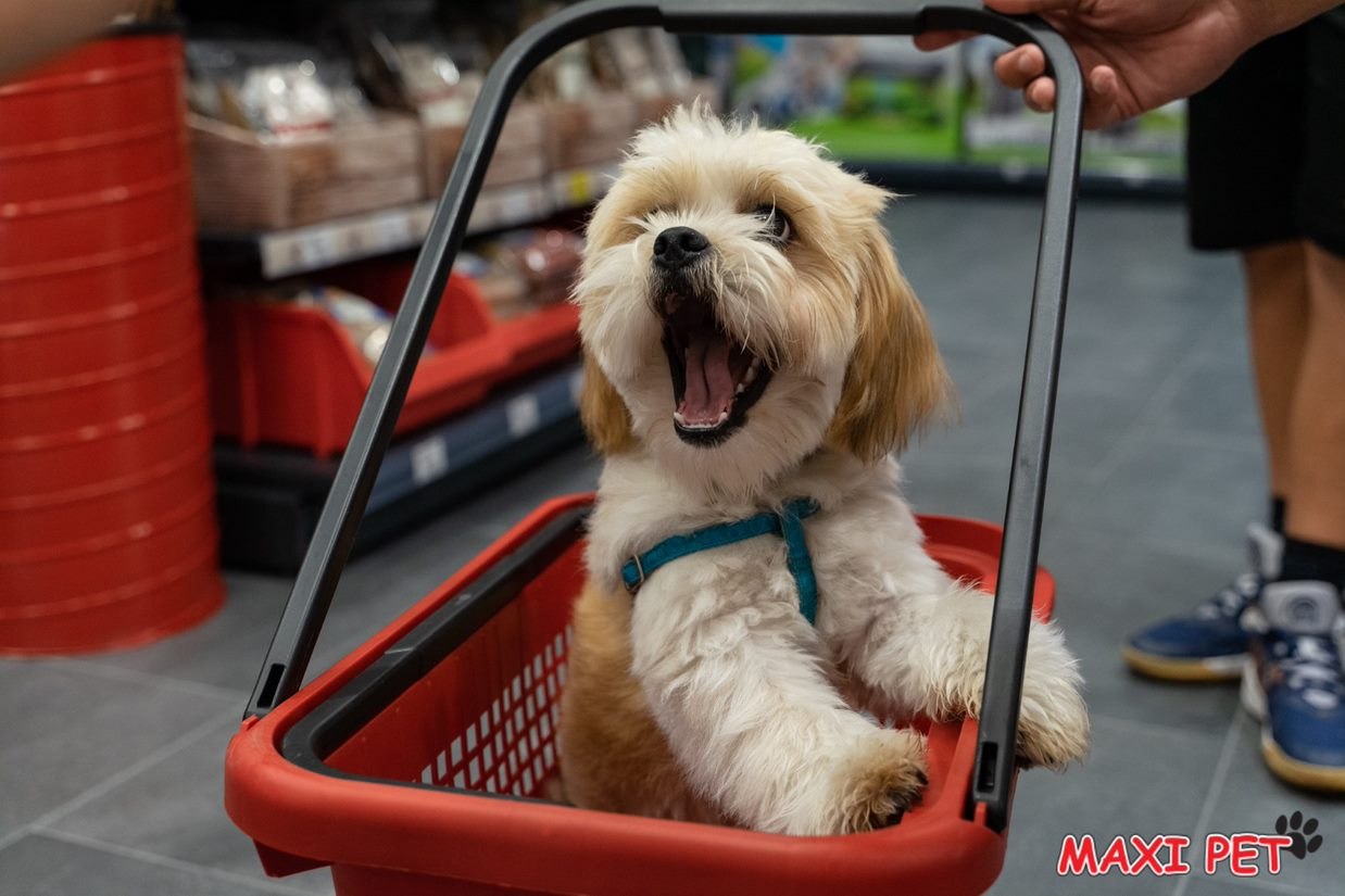 Se sună de intrare la Maxi Pet Constanța! În 15-17 septembrie, prinde 15% reducere la toate produsele!