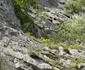 Laleaua galbenă de Cazane planta unică din Clisura Dunării Foto Romsilva Parcul Natural Porțile de Fier