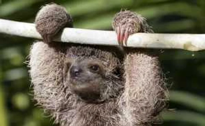 Leneşul-pigmeu cu trei degete (Bradypus pygmaeus) este unul dintre animalele cu un viitor sumbru. FOTO Shutterstock