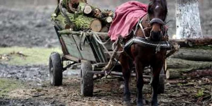 Lemnele sunt pentru mulţi singura sursă de încălzire