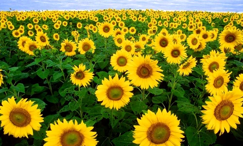 floarea soarelui jpeg
