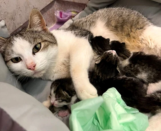 O pisică s-a prezentat singură la spitalul de animale pentru a naște. FOTO Ziarul de Iași
