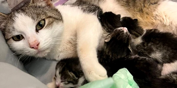 O pisică s-a prezentat singură la spitalul de animale pentru a naște. FOTO Ziarul de Iași