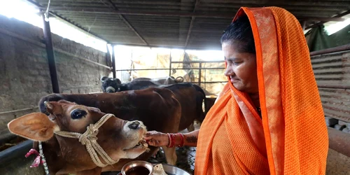 O femeie hrăneşte o vacă într-un adăpost în Bhopal Madhya Pradesh India FOTO EPA EFE Sanjeev Gupta