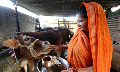 O femeie hrăneşte o vacă într-un adăpost în Bhopal Madhya Pradesh India FOTO EPA EFE Sanjeev Gupta