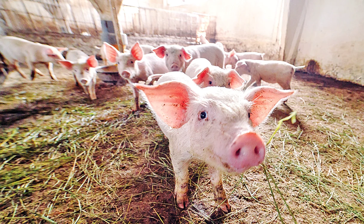 În Ialomița majoritatea animalelor se vând fără acte FOTO Shutterstock