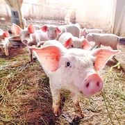 porci 1  shutterstock 1042523482 jpg