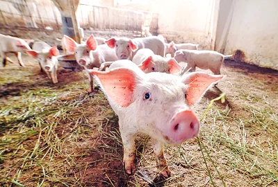 porci 1  shutterstock 1042523482 jpg