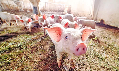 porci 1  shutterstock 1042523482 jpg
