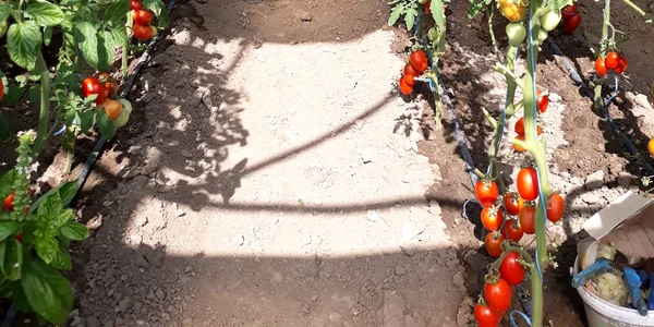 „Grădină dintre vii” din zona Drăgășani Vâlcea Foto Arhivă grădinari Vâlcea