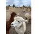  Animale sălbatice, păsări exotice și câteva specii pe cale de dispariție au fost găsite în mai multe gospodării din județul Iași. FOTO: IPJ Iași
