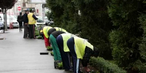 Angajaţii primăriei plantează panseluţe în faţă la English Park