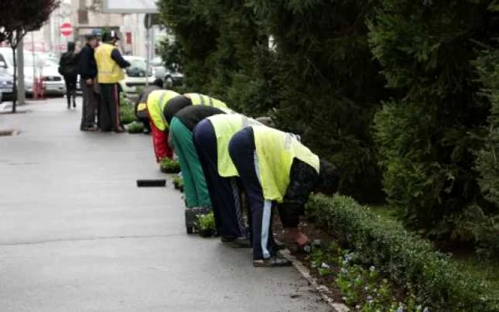 Angajaţii primăriei plantează panseluţe în faţă la English Park