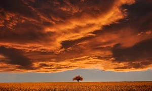 tree 736875 1280 jpg