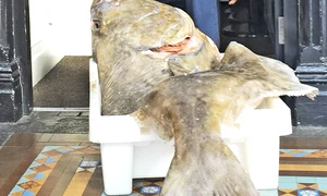 peste gigant jpeg