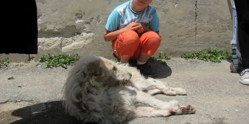 Căţeluşa „Albuţa” este foarte iubită de copii şi locuitorii de pe Teiului