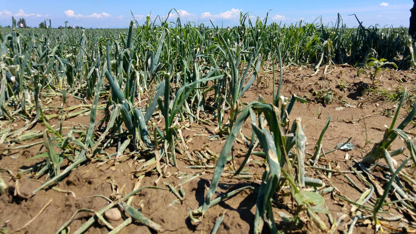 Aşa arată hectare întregi cultivate cu ceapă