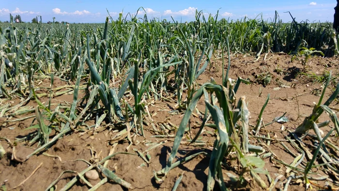 Aşa arată hectare întregi cultivate cu ceapă