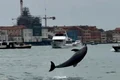 delfin venetia captura video jpg