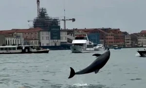 delfin venetia captura video jpg