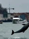 delfin venetia captura video jpg
