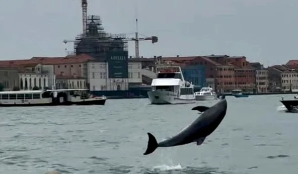 delfin venetia captura video jpg