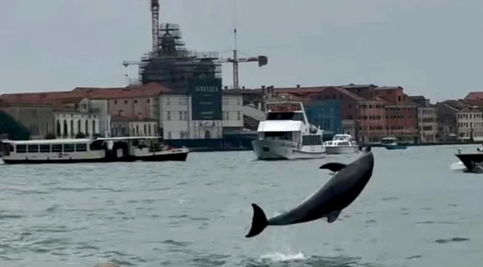 Mimmo a fost observat pentru prima oară în iunie (Foto: captură video)