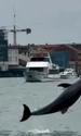delfin venetia captura video jpg