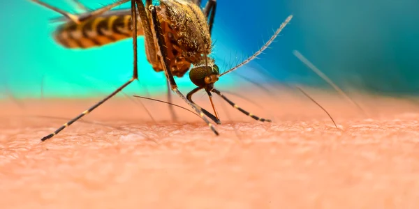 Pacient venit din Camerun şi diagnosticat cu malarie, internat la Iaşi FOTO Shuttestock jpg