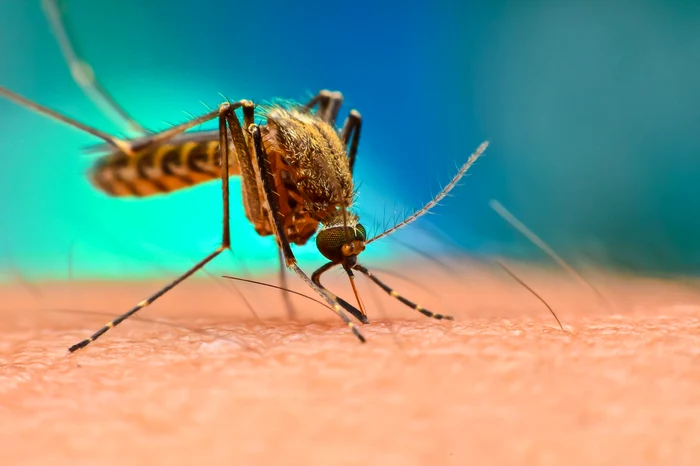 Malaria se transmite printr-o înțepătură Foto: Unsplash 