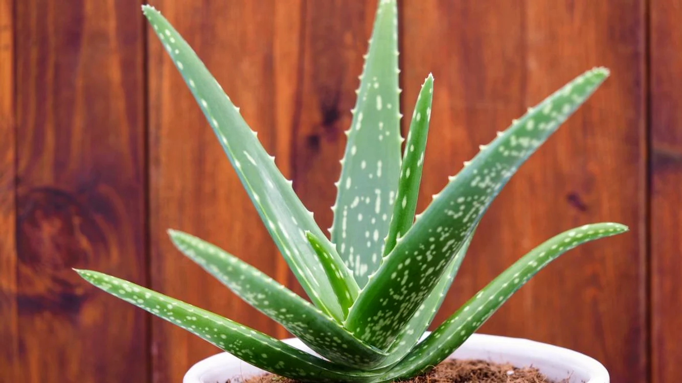 Aloe, planta magică Foto: Shutterstock