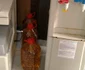 Lautari si bautura la Hulubesti