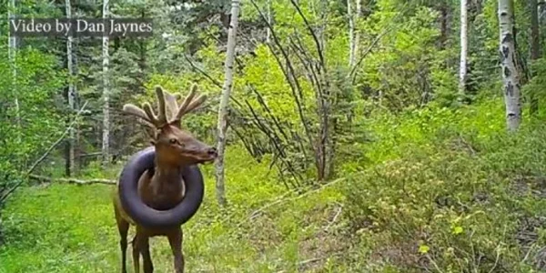 Unui elan din statul american Colorado i-a fost îndepărtată o anvelopă pe care o avea blocată la gât de cel puţin doi ani. Foto