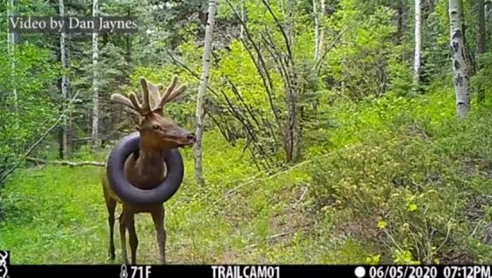 Unui elan din statul american Colorado i-a fost îndepărtată o anvelopă pe care o avea blocată la gât de cel puţin doi ani. Foto: Twitter/Colorado Parks and Wildlife