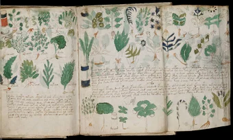 Pagini din misteriosul manuscris Voynich