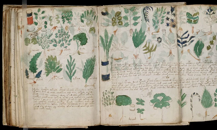 Pagini din misteriosul manuscris Voynich