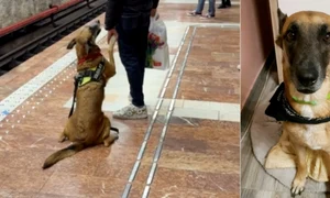 Ciobanesc german, captura video TikTok jpg