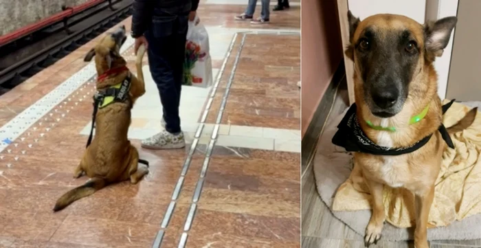 Animalul de companie care a stârnit emoția internauților / Foto: captură video TikTok