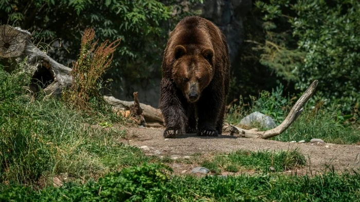 Un cioban din Vâlcea a fost atacat de urs în timp ce se întorcea cu animalele la stână. A fost internat în spital