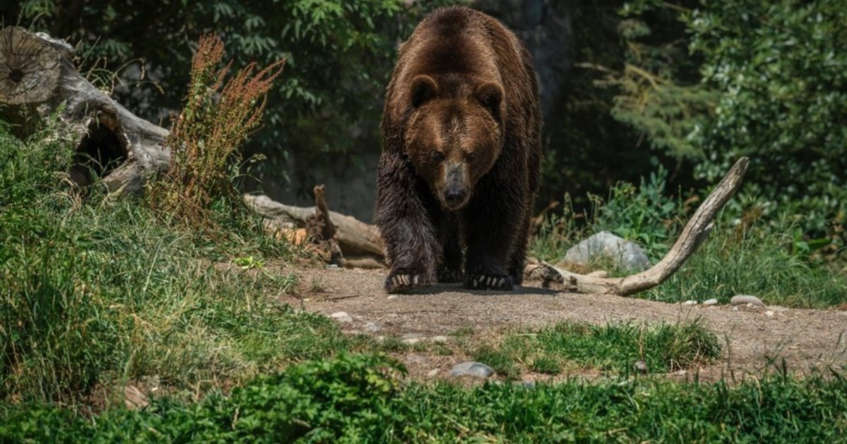 Cioban din Vâlcea, atacat de urs în drum spre stână, a ajuns la spital