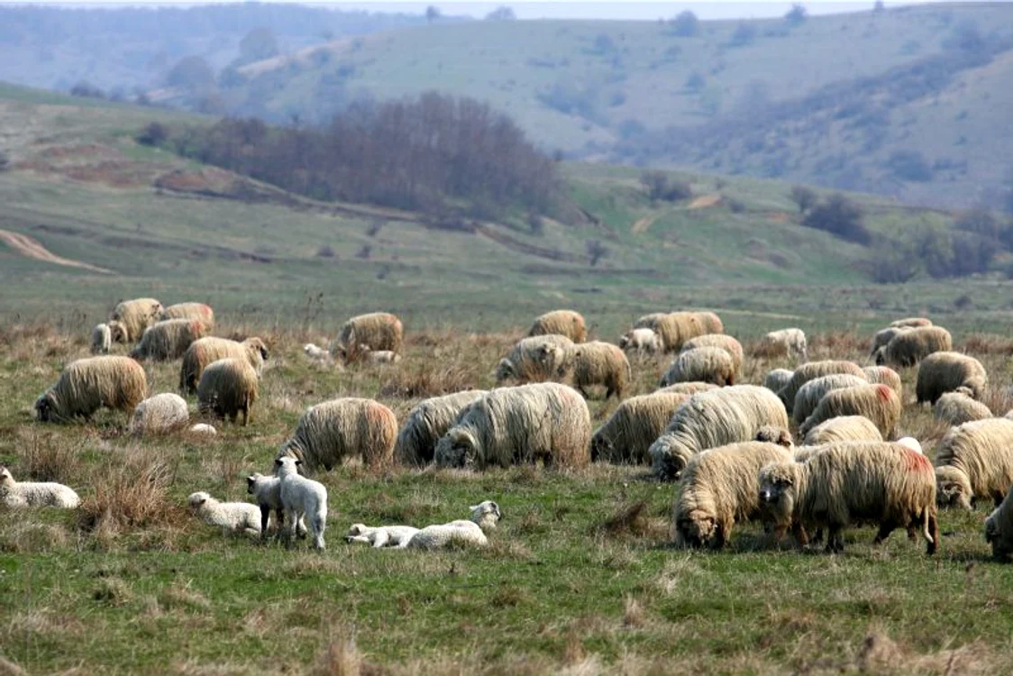 Păstorii ies cu turmele la păşune după Sfântul Gheorghe. (Foto: Lucian Muntean)