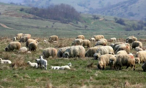 Păstorii ies cu turmele la păşune după Sfântul Gheorghe  (Foto: Lucian Muntean) jpeg