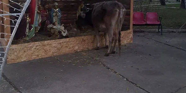 vaca moreni