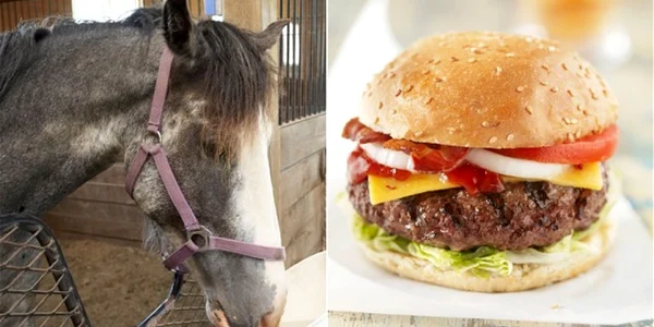 carne de cal sursa Alamy