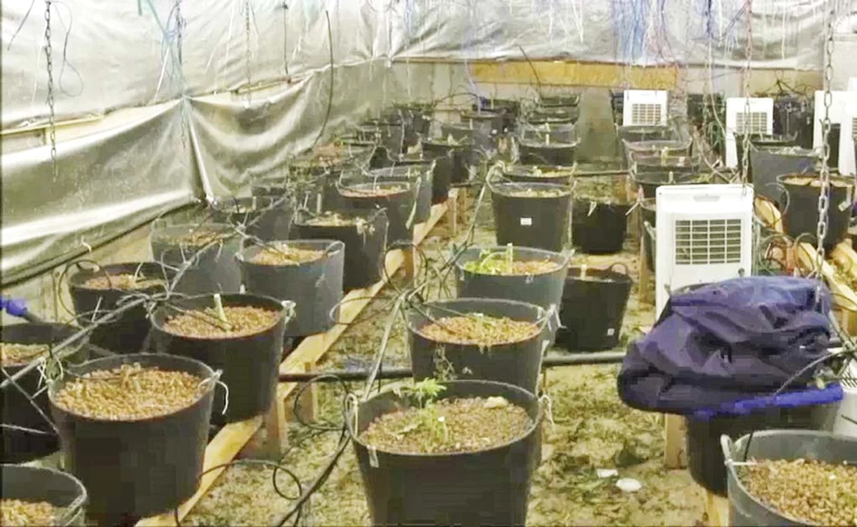 
    Una dintre locuinţele în care erau îngrijite culturile de cannabisFoto: DIICOT  