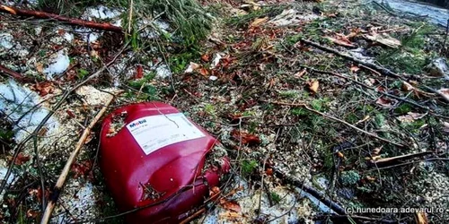 exploatare forestiera retezat adevarul