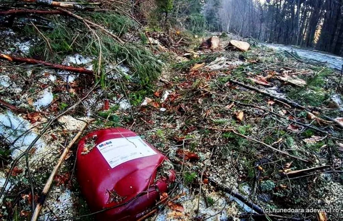 Bidoane de ulei aruncate în pădurile tăiate. FOTO: Daniel Guţă. ADEVĂRUL.