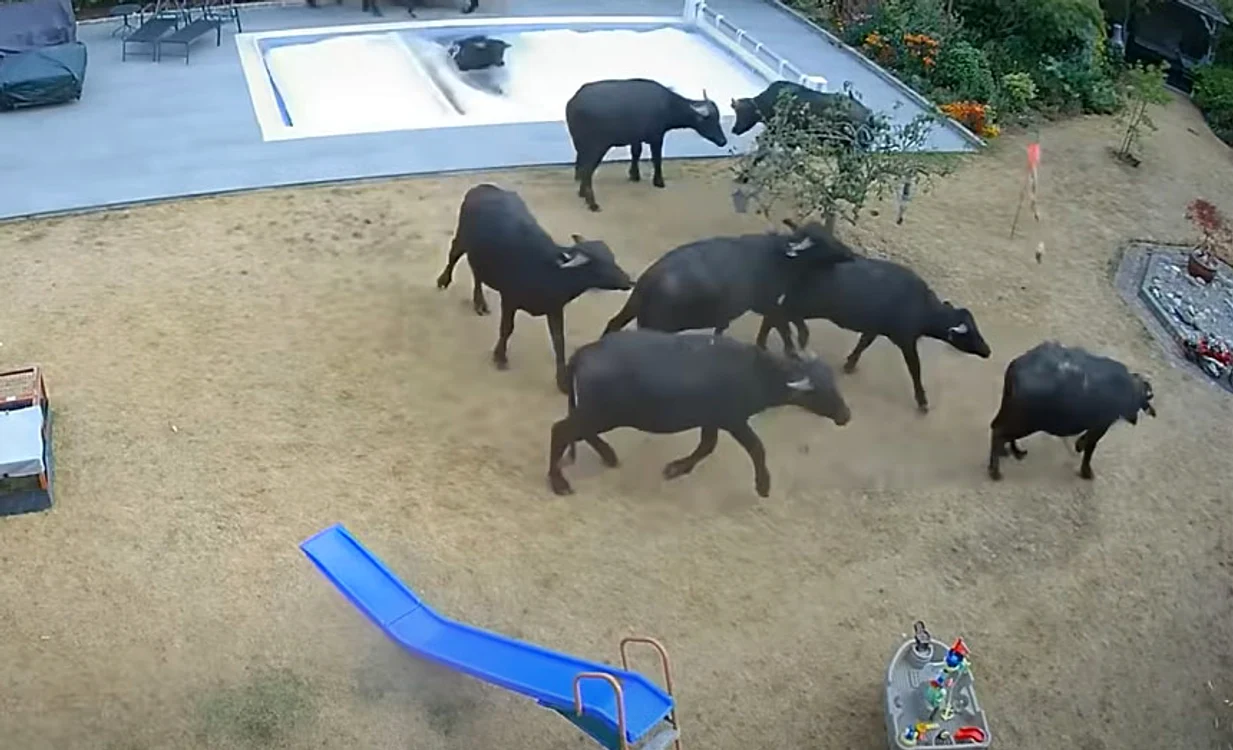 Bivolii au căzut în piscină FOTO: Captură video