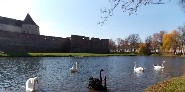 Înaripatele s-au întors pe lacul de lângă cetate.